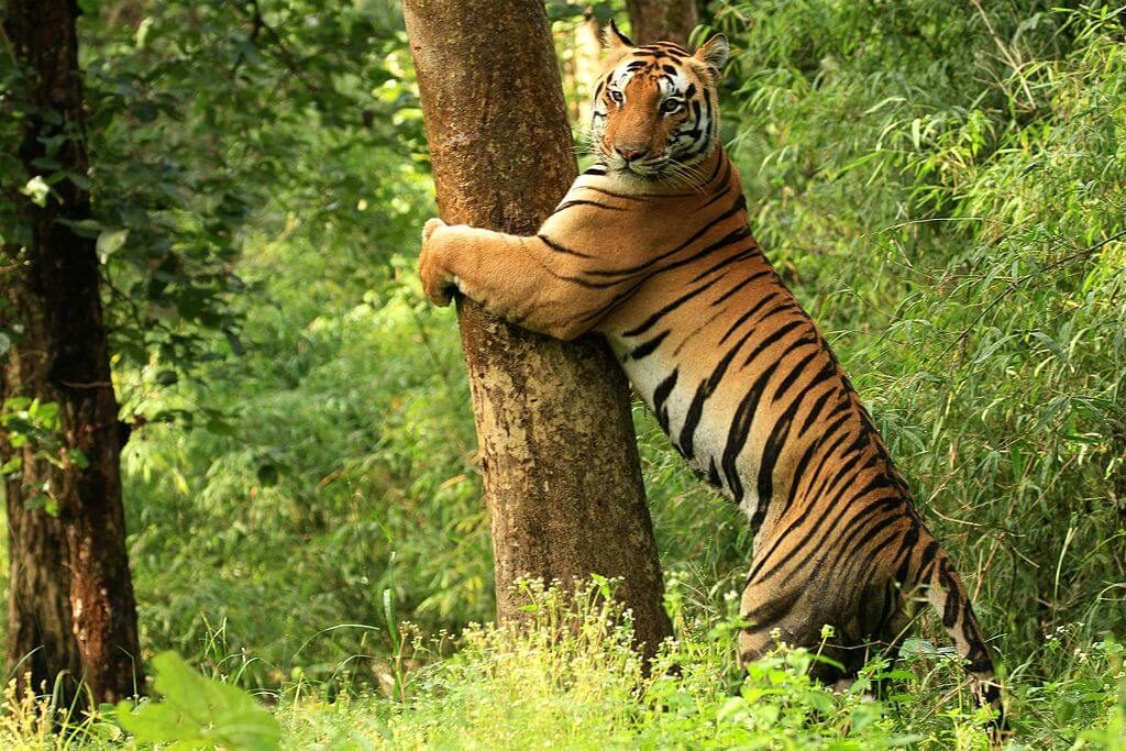 Quoi visiter au Chhattisgarh - réserve sauvage d'Achanakmar