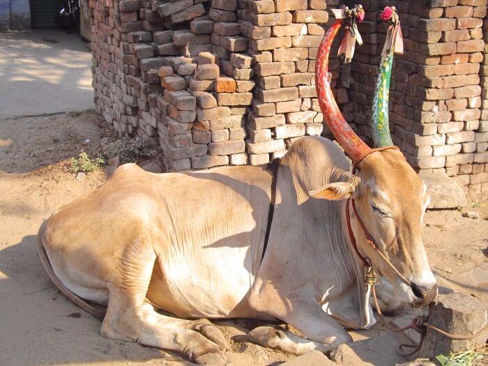 Vache sacrée à Kanchipuram