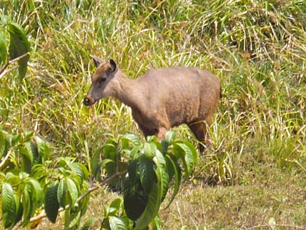 Biche sambar parc national de Periyar Thekkady Kerala Inde