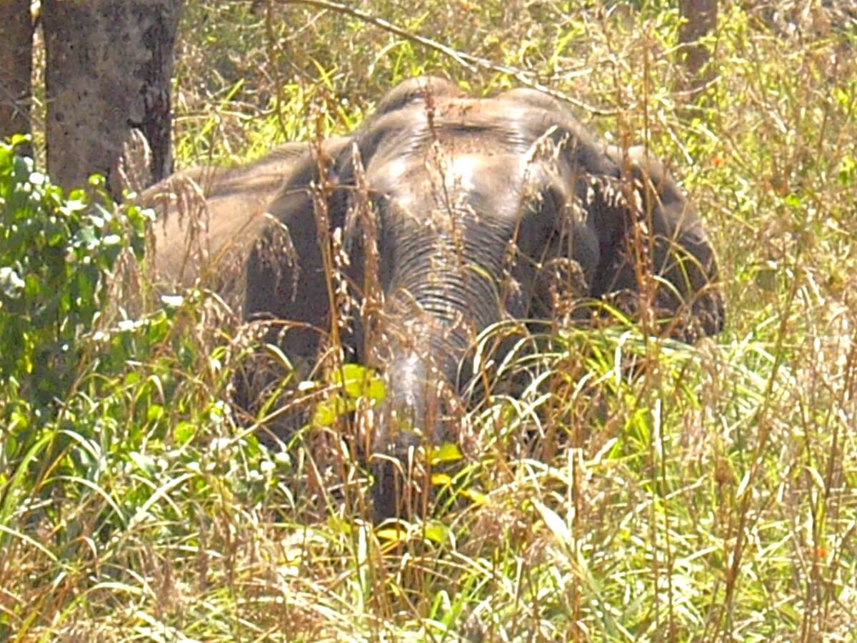 Kerala wild elephant in Periyar national park Kerala India