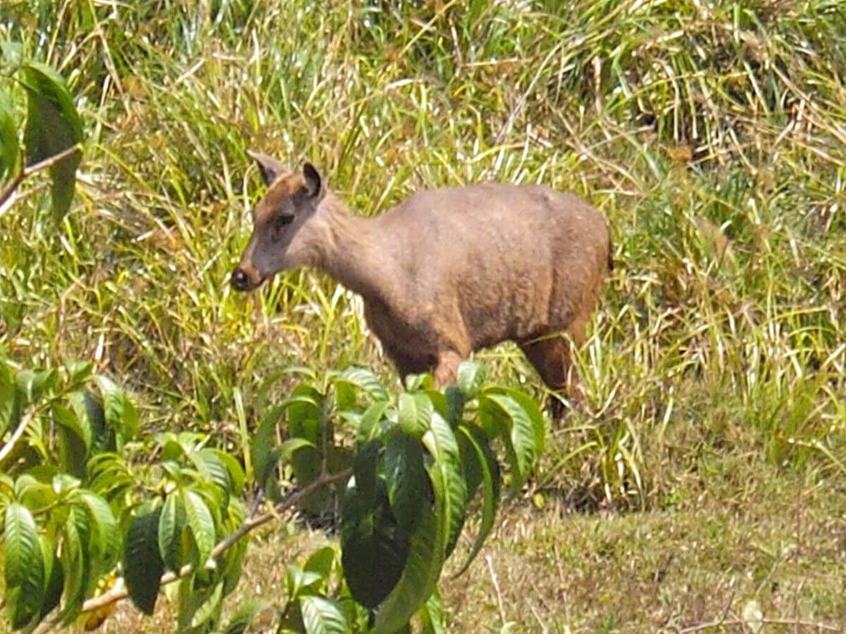 Sambar in Peryar wildlife sanctuary Kerala India