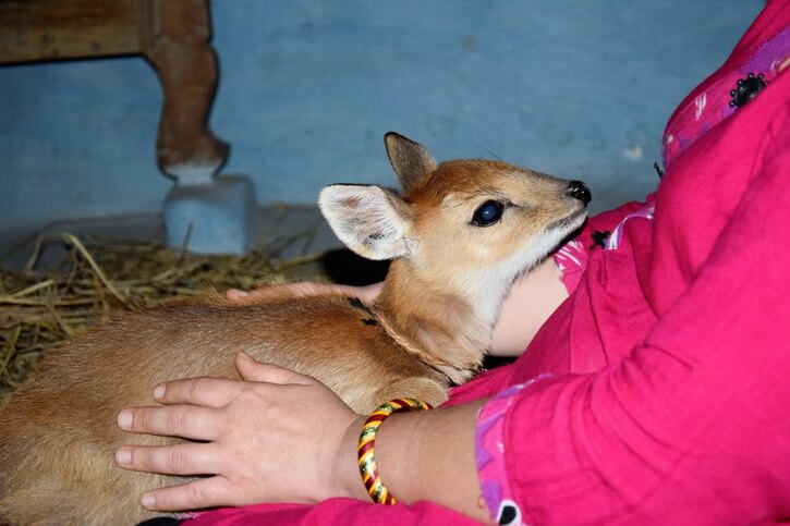 The barking deer on my legs looking at my face before coming up on my chest