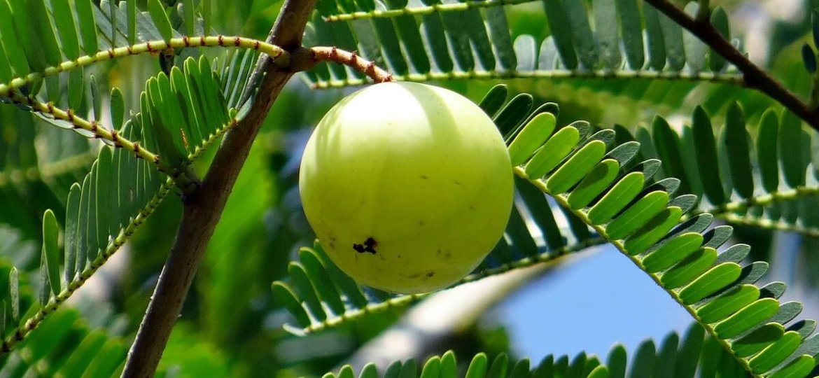 Les bienfaits de l'amla pour la peau