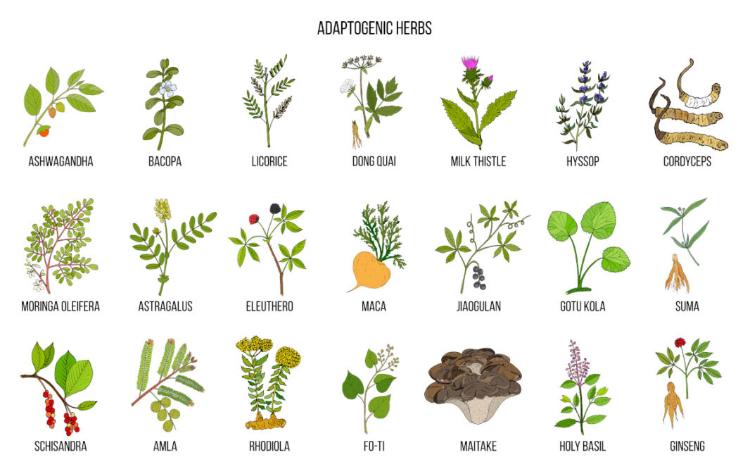 Amla and other adaptogen herbs table