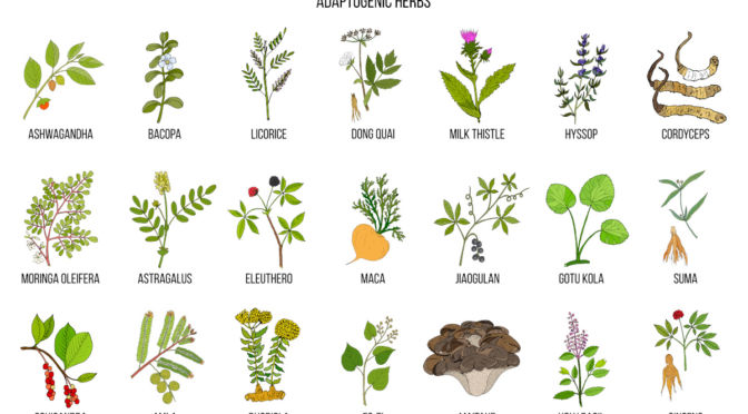 Amla and other adaptogen herbs table