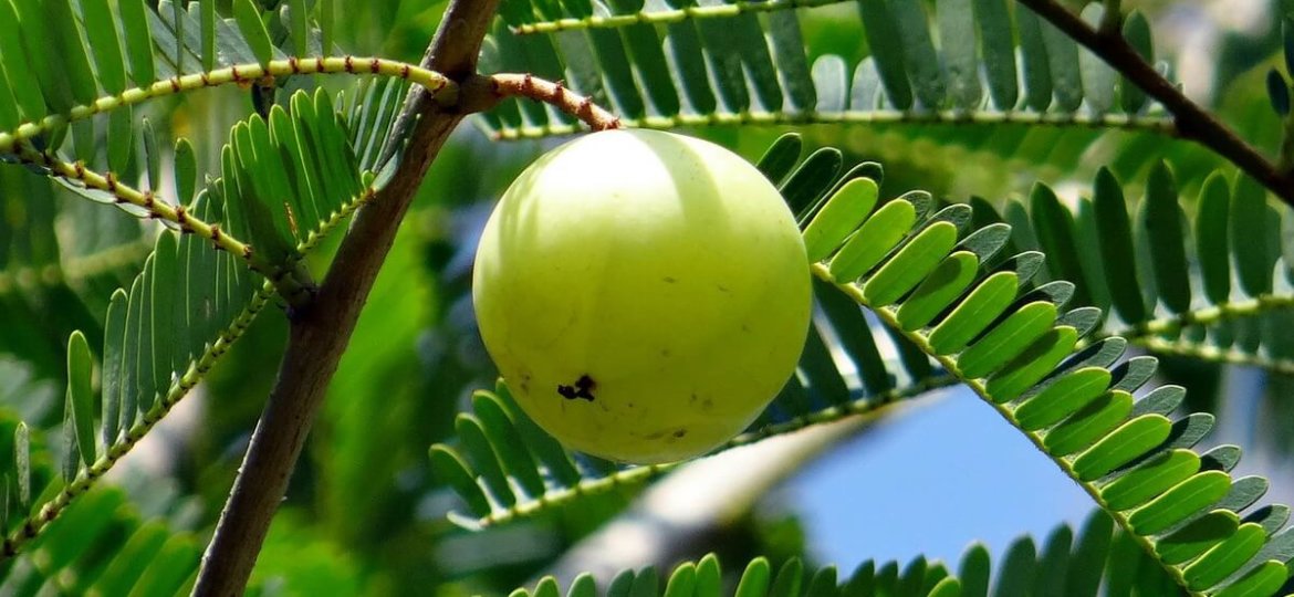 Amla Benefits for Skin - Ultimate Guide to Oil, Powder ...