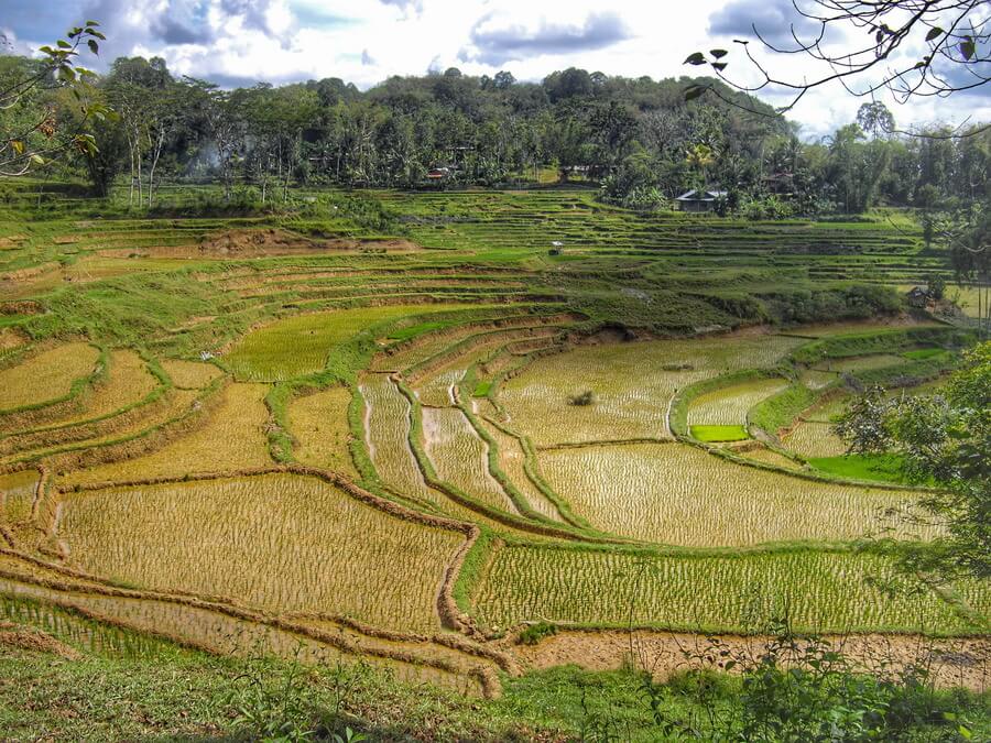 Rizières en terrasse autour de Lemo Tana Toraja