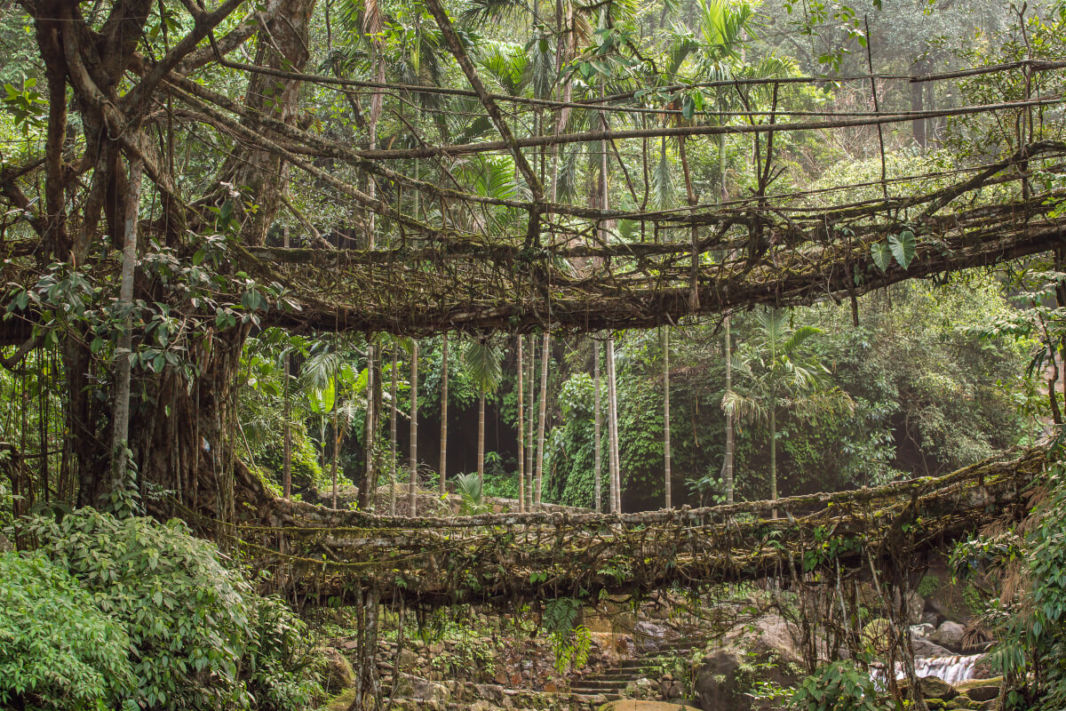 A double living roots bridge close to Cheerapunjee