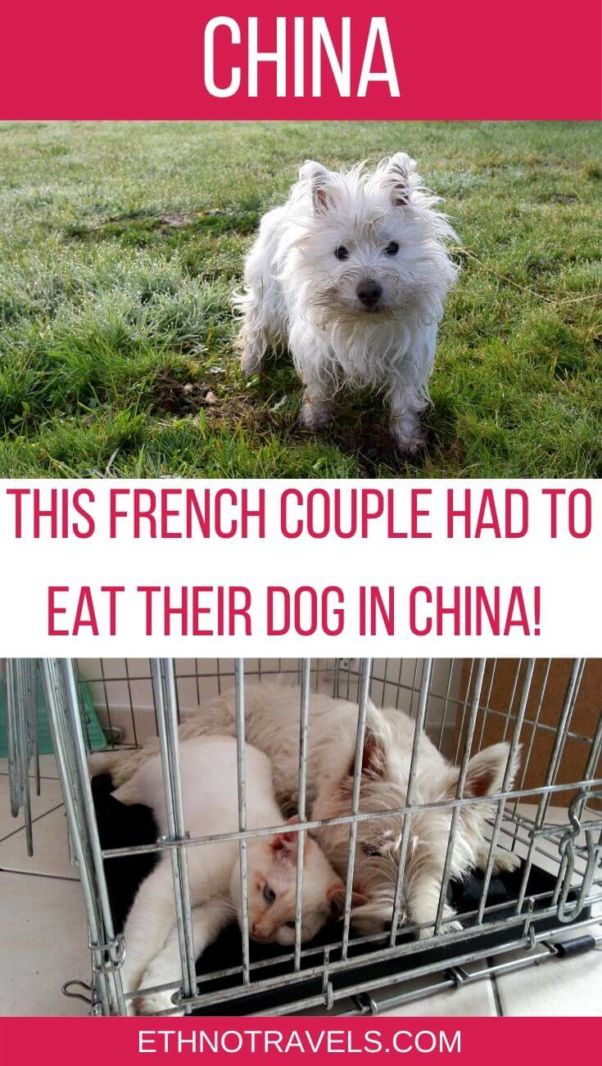 Dog meat around the world