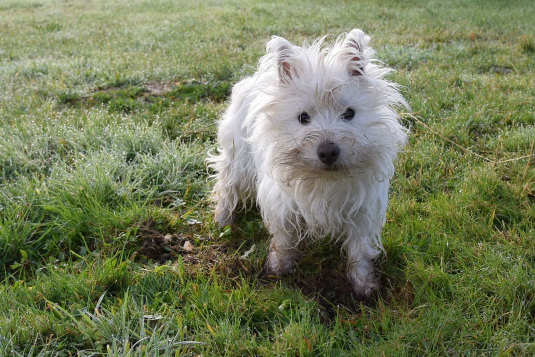 My little westie dog playing in the garden