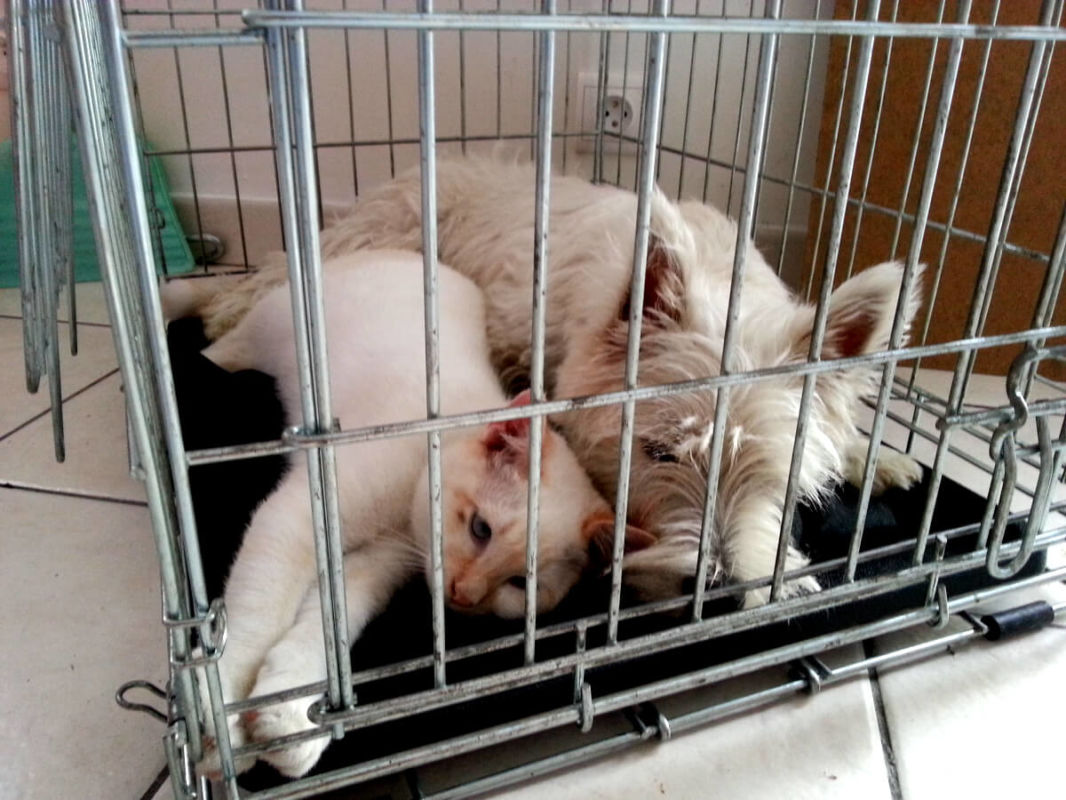 A westie dog and a cat waiting in a cage