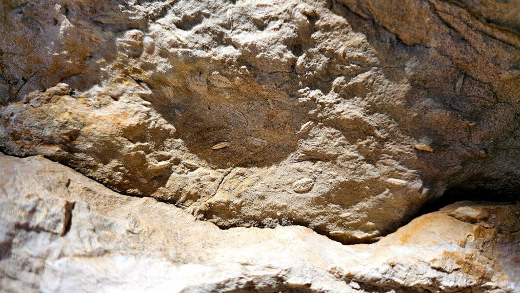 50 millions years-old fossils